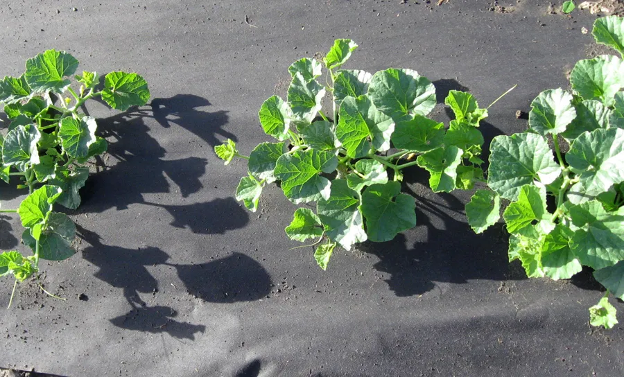 Cornstarch_Heavyweight | Slow Biodegradable Mulch | 1m x 100m