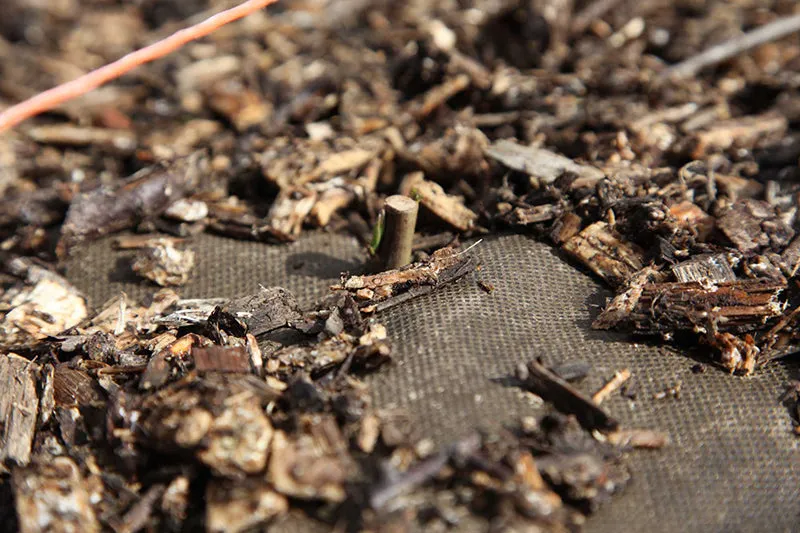 Cornstarch_Heavyweight | Slow Biodegradable Mulch | 1m x 100m