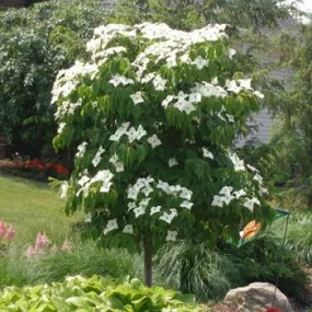 Little Poncho Dwarf Dogwood